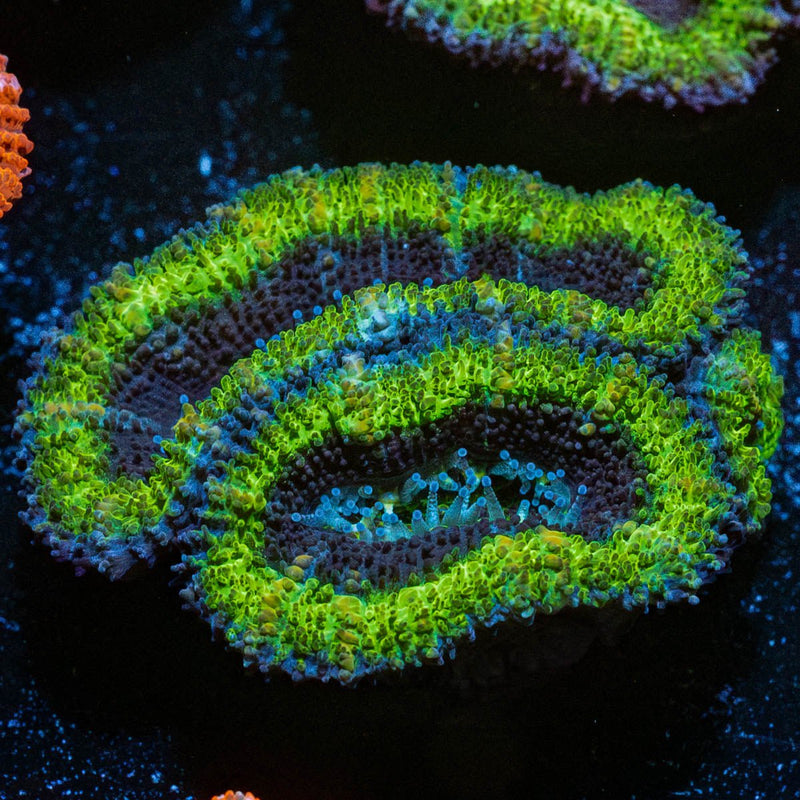 Green Acan / Micromussa