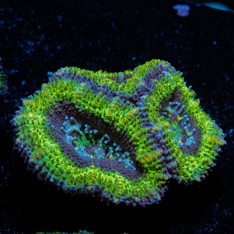 Green Acan / Micromussa