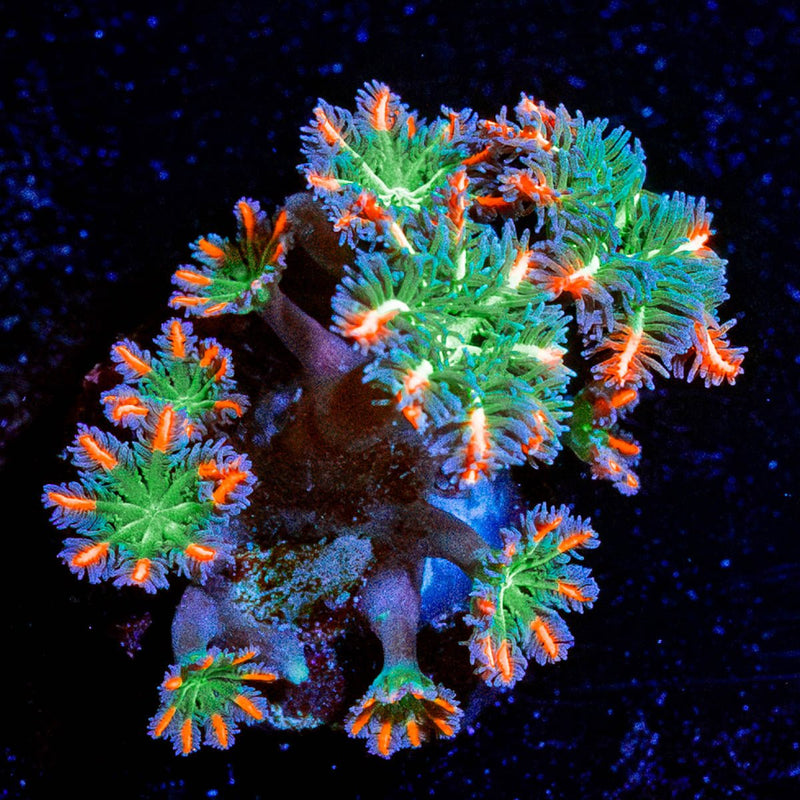 ARC Firework Cloves