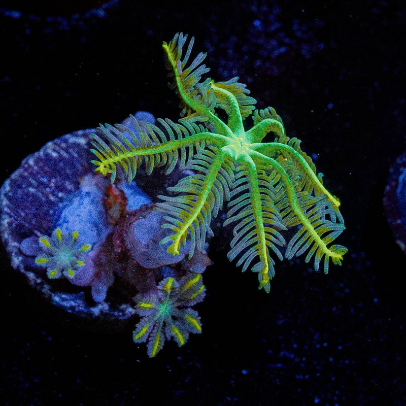 RTA Tropicana Cloves Polyps