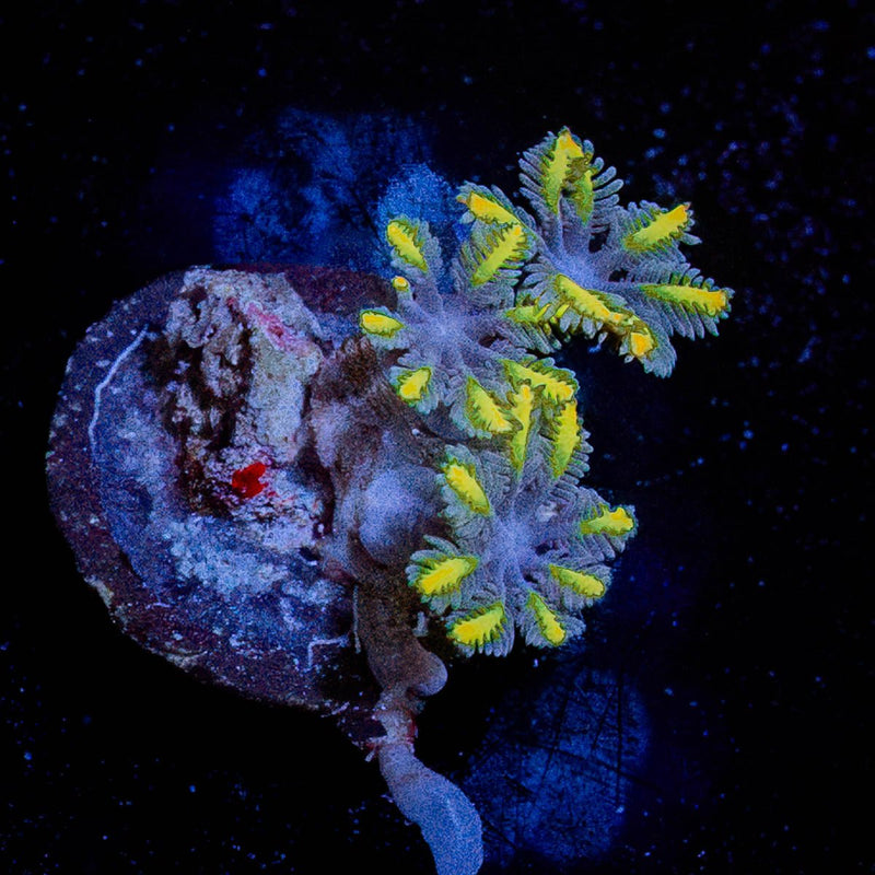 RTA Tropicana Cloves Polyps
