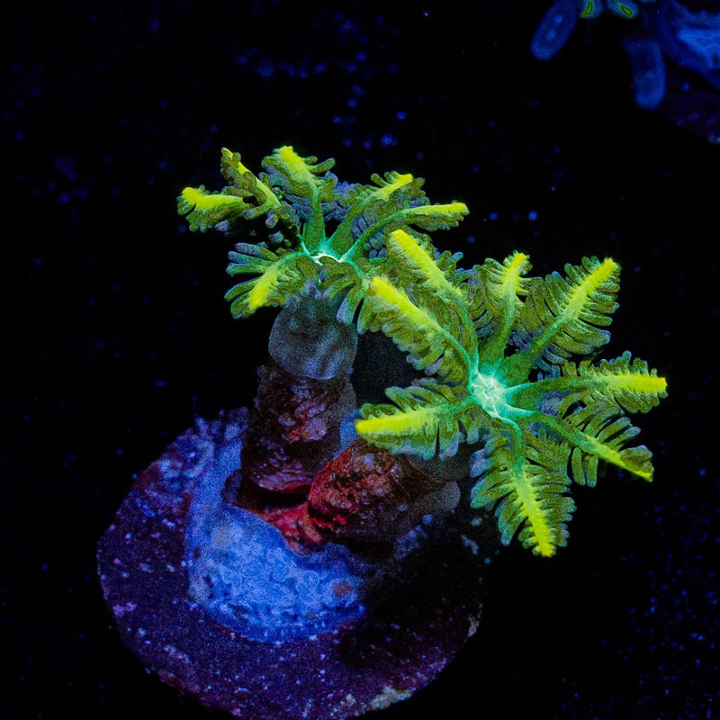 RTA Tropicana Cloves Polyps