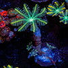 RTA Tropicana Cloves Polyps - riptide aquaculture llc
