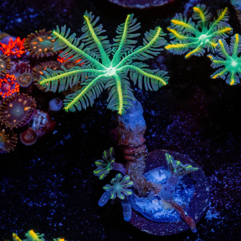 RTA Tropicana Cloves Polyps