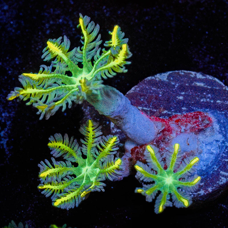 RTA Tropicana Cloves Polyps
