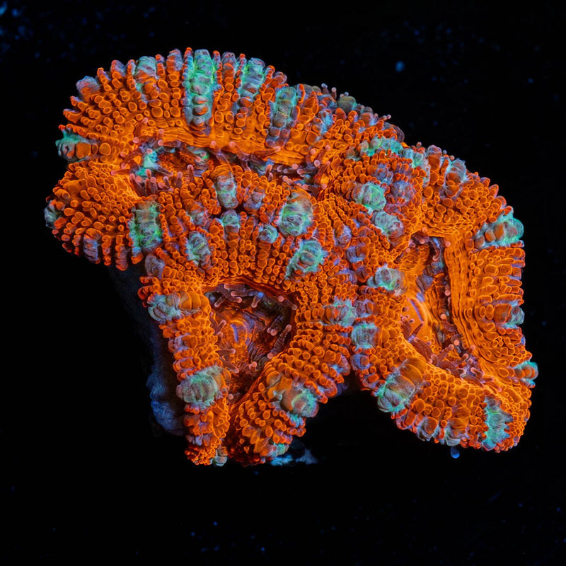 Red Acan / Micromussa