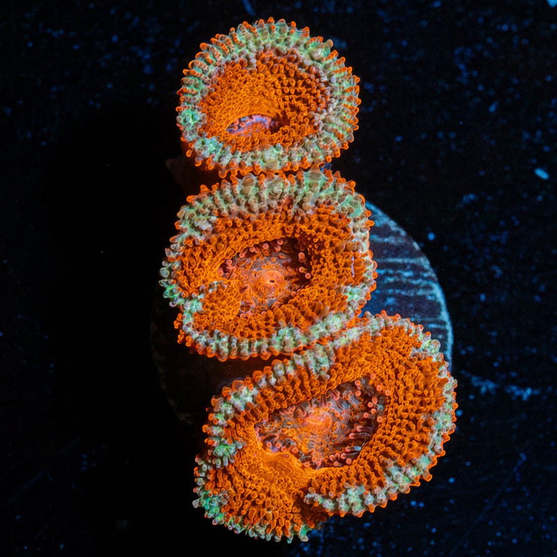 Red Acan / Micromussa