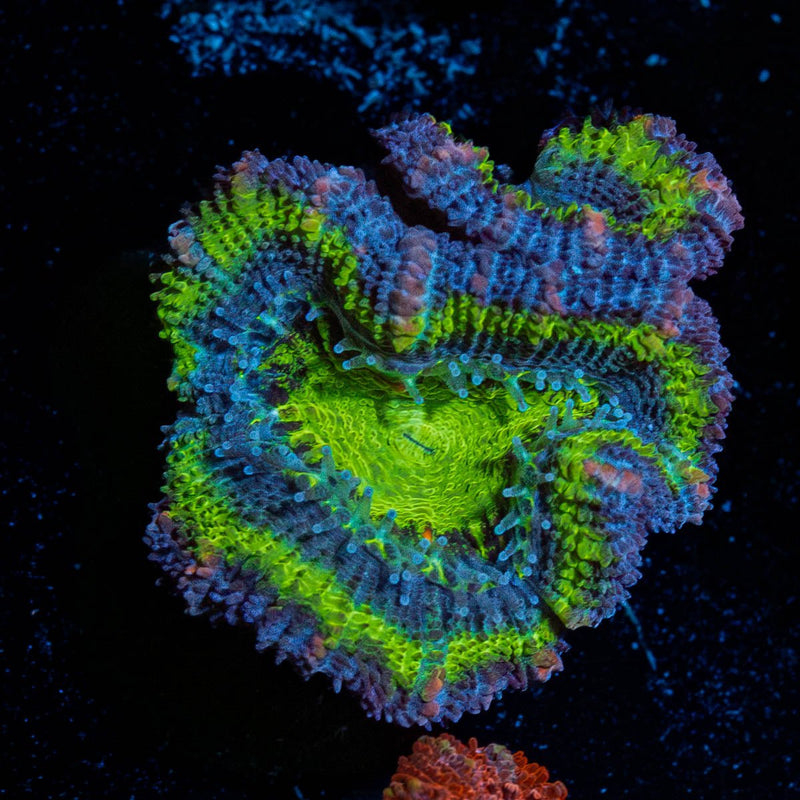 Green Acan / Micromussa