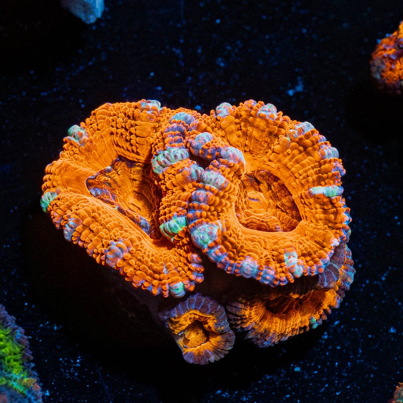 Red Acan / Micromussa