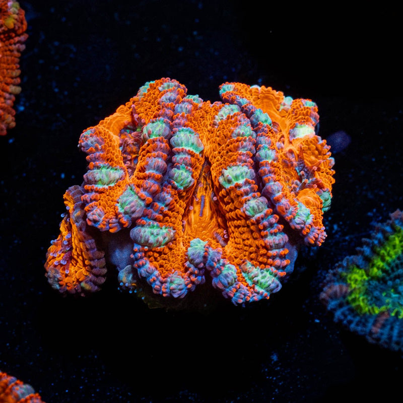 Red Acan / Micromussa