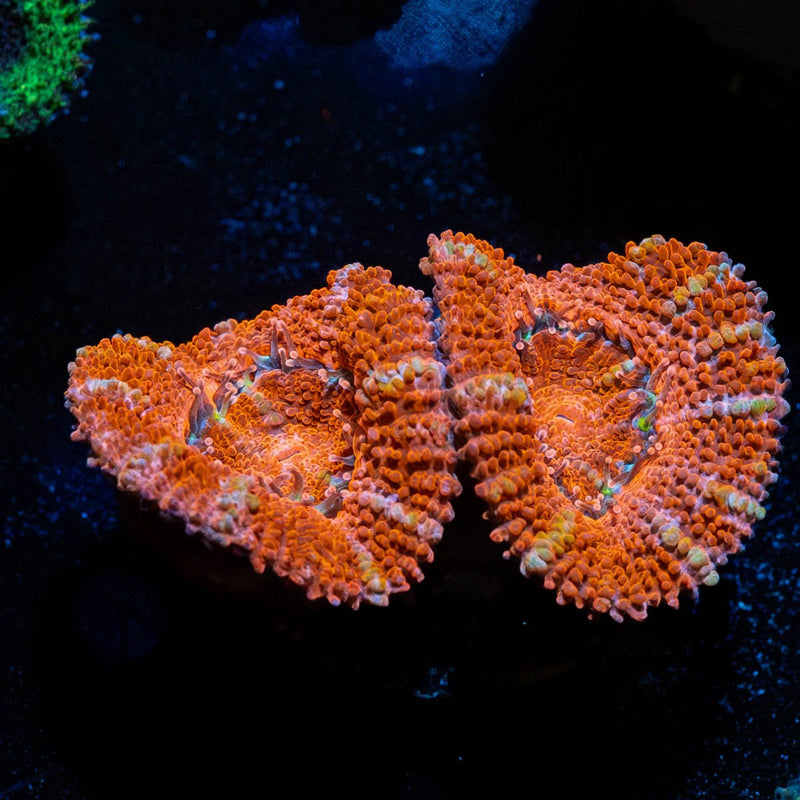 Red Acan / Micromussa