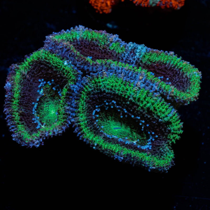 Green Acan / Micromussa