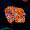 Red Acan / Micromussa - riptide aquaculture llc