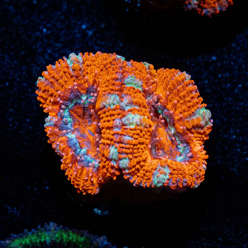 Red Acan / Micromussa