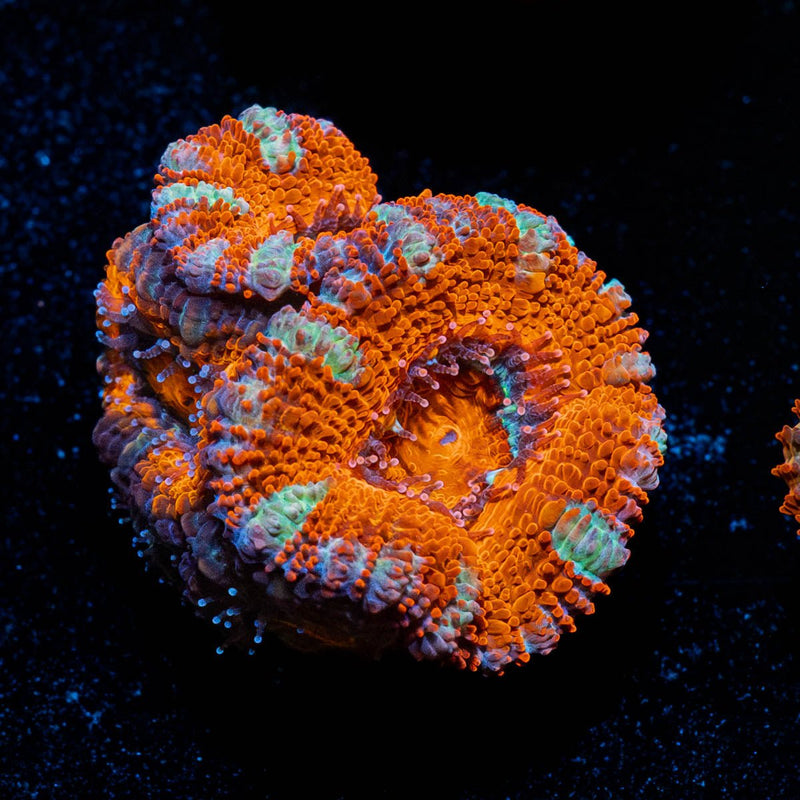Red Acan / Micromussa