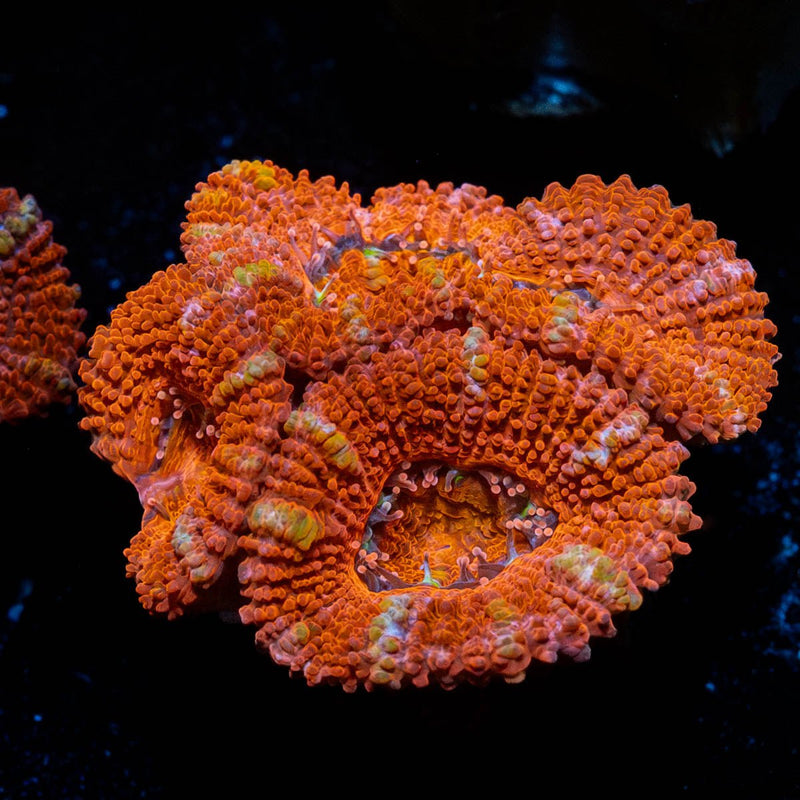 Red Acan / Micromussa