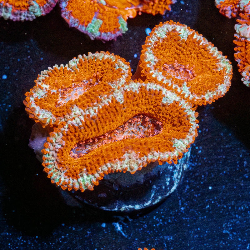 Red Acan / Micromussa