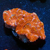 Red Acan / Micromussa - riptide aquaculture llc