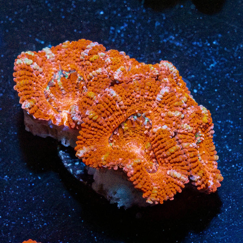 Red Acan / Micromussa