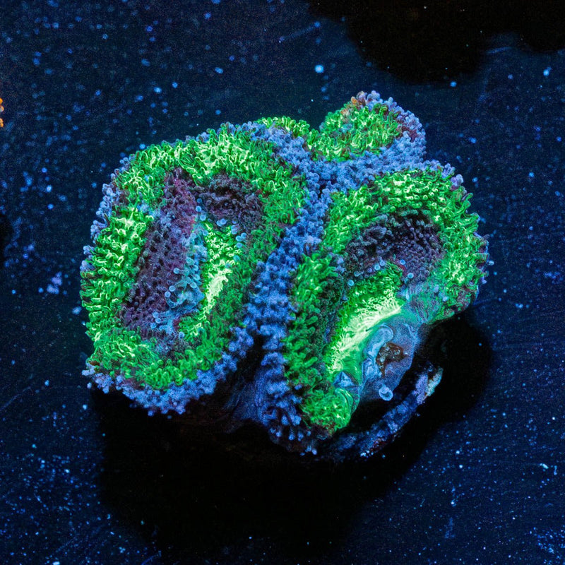 Green Acan / Micromussa
