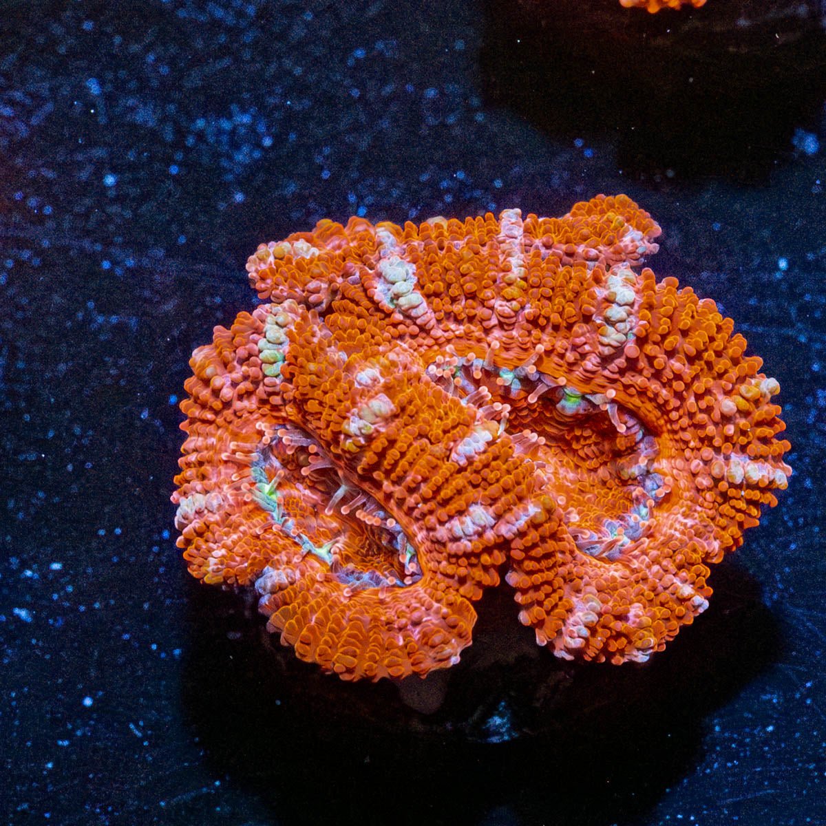 Red Acan / Micromussa - riptide aquaculture llc