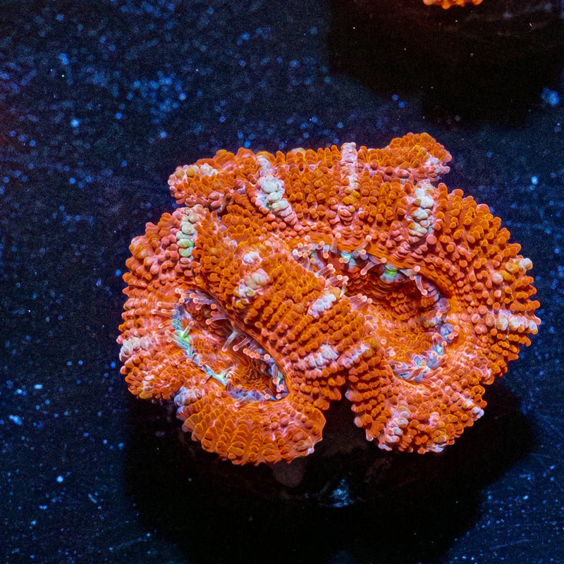 Red Acan / Micromussa