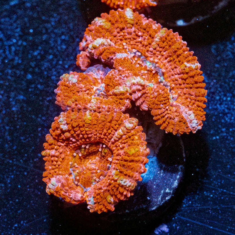 Red Acan / Micromussa