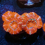 Red Acan / Micromussa - riptide aquaculture llc