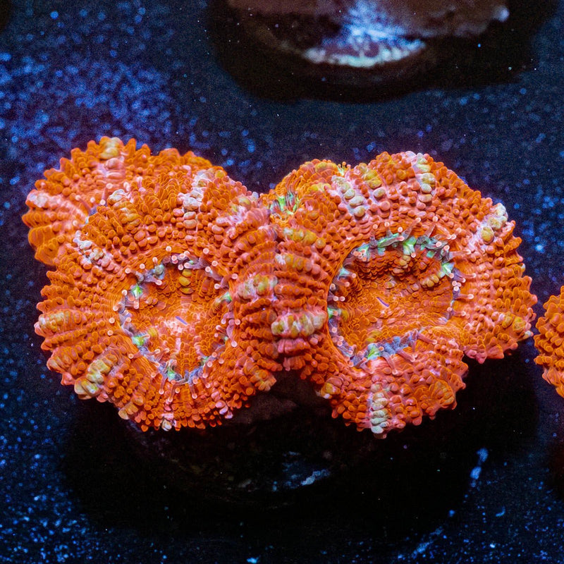 Red Acan / Micromussa
