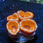 Red Acan / Micromussa - riptide aquaculture llc