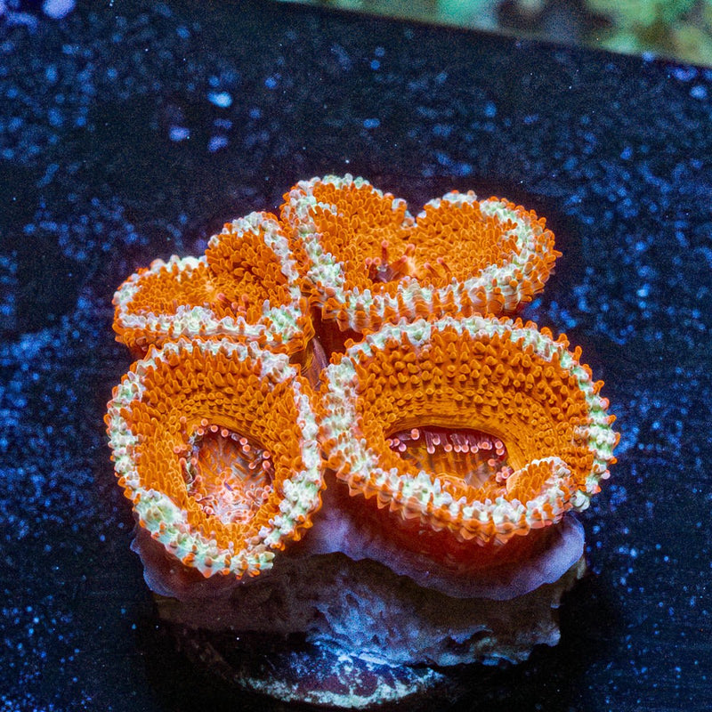 Red Acan / Micromussa