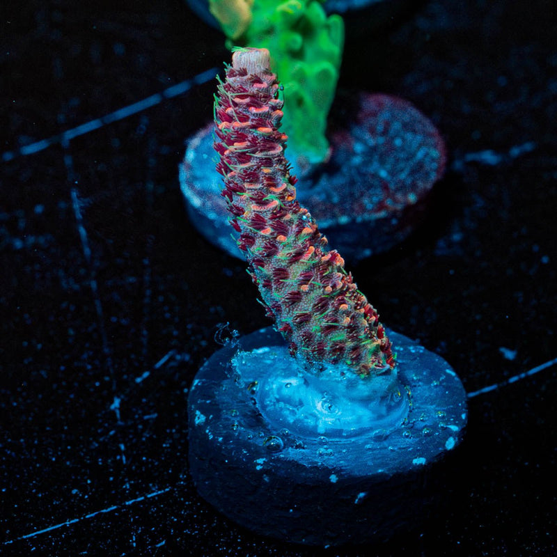 Judge Judy Millepora