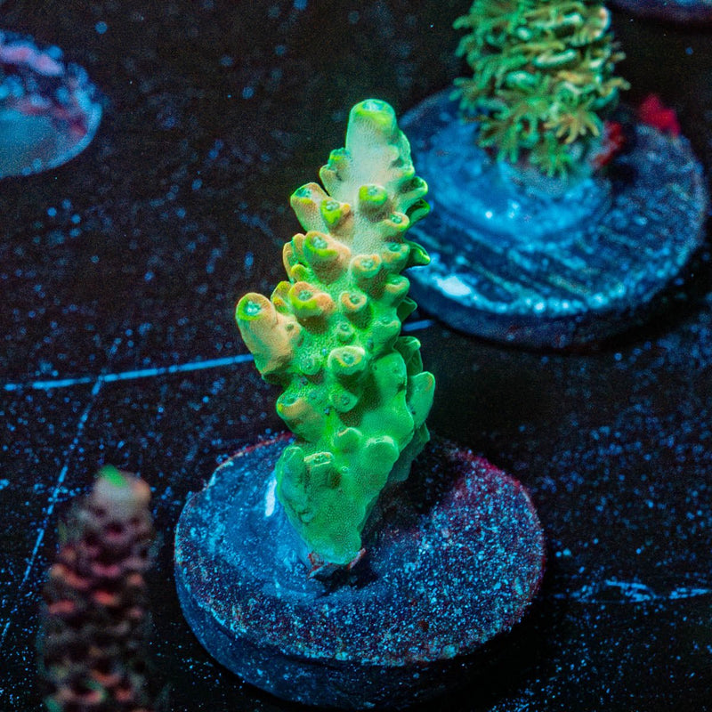 Fools Gold Acropora