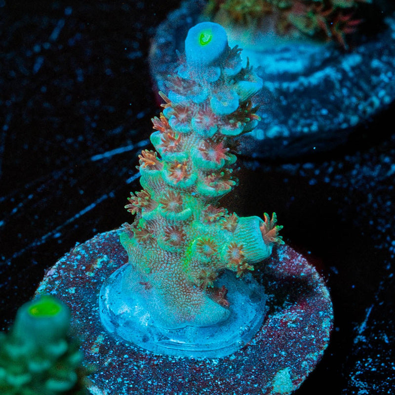Rainbow Fusion Tenuis