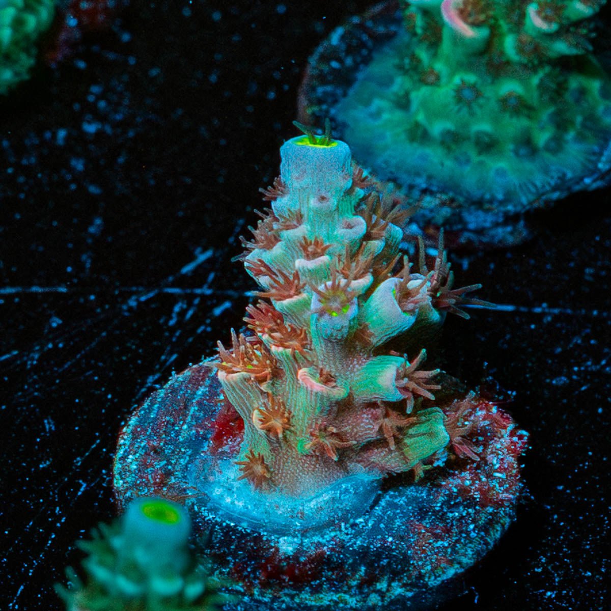 Circus Freak Tenuis - riptide aquaculture llc