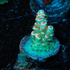 Flamingo Tenuis - riptide aquaculture llc