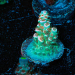 Flamingo Tenuis - riptide aquaculture llc