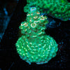 Flamingo Tenuis - riptide aquaculture llc