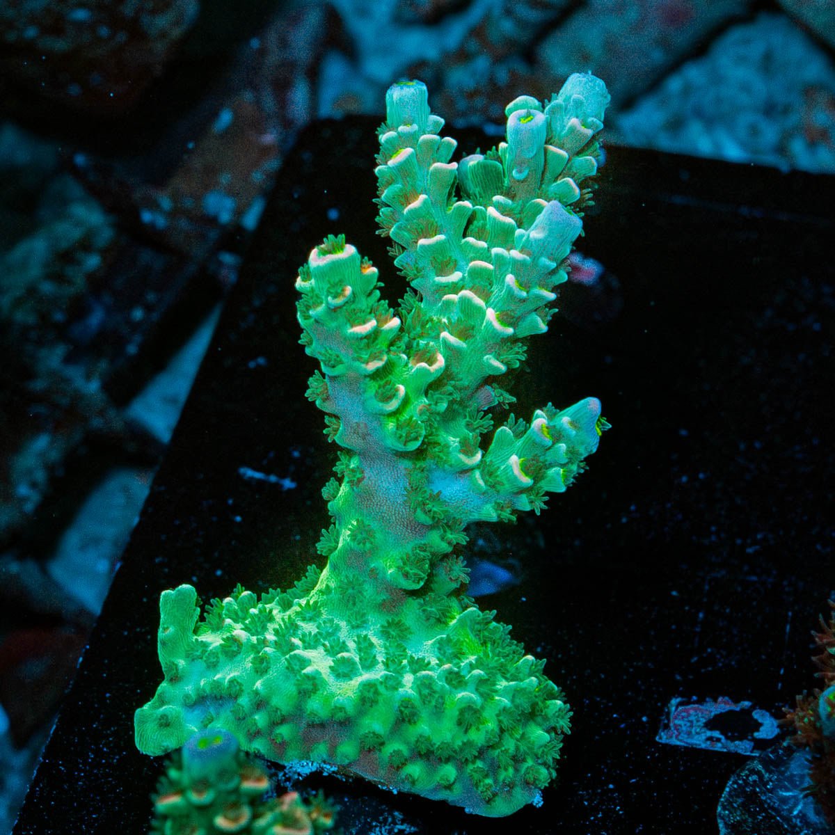 Flamingo Tenuis - riptide aquaculture llc