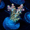 Buzz lightyear Acropora - riptide aquaculture llc