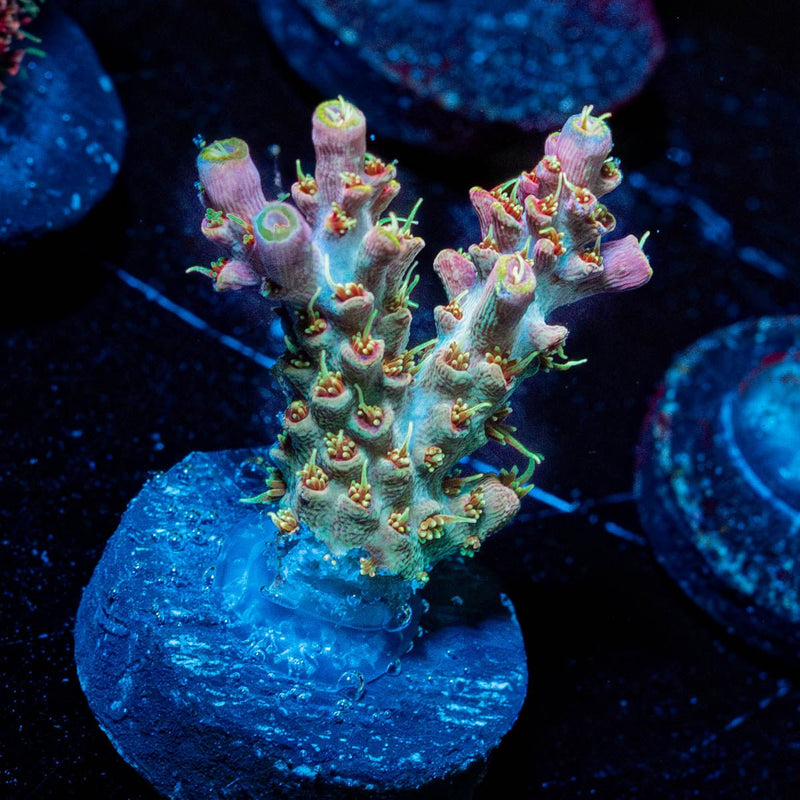 Buzz lightyear Acropora