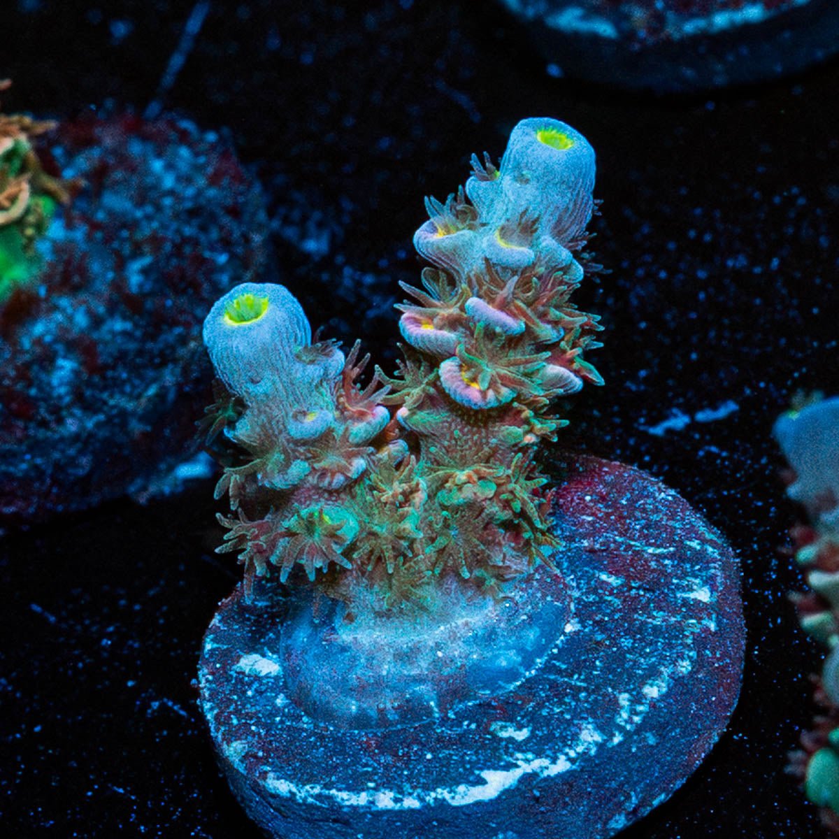 Circus Freak Tenuis - riptide aquaculture llc