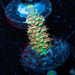 Chevron Tenuis - riptide aquaculture llc