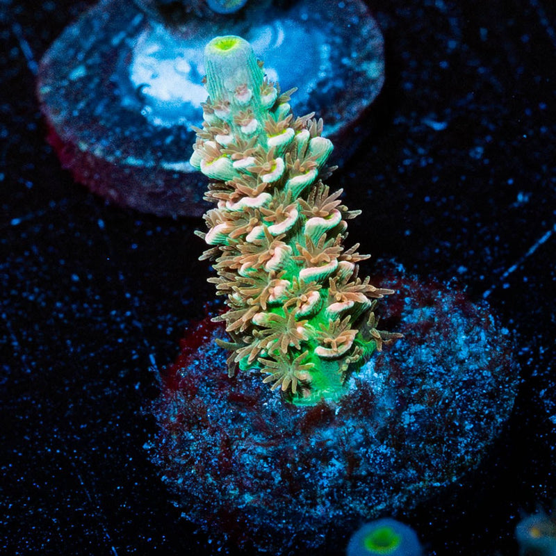 Chevron Tenuis
