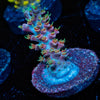 Buzz lightyear Acropora - riptide aquaculture llc