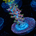 Buzz lightyear Acropora - riptide aquaculture llc