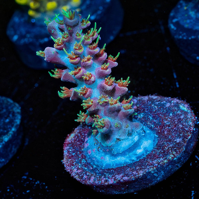 Buzz lightyear Acropora