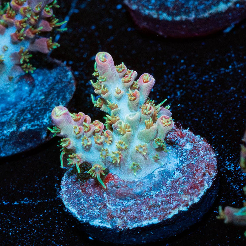 Purple Haze Acropora