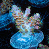 Purple Haze Acropora - riptide aquaculture llc