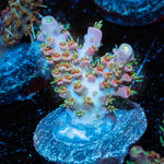 Purple Haze Acropora - riptide aquaculture llc